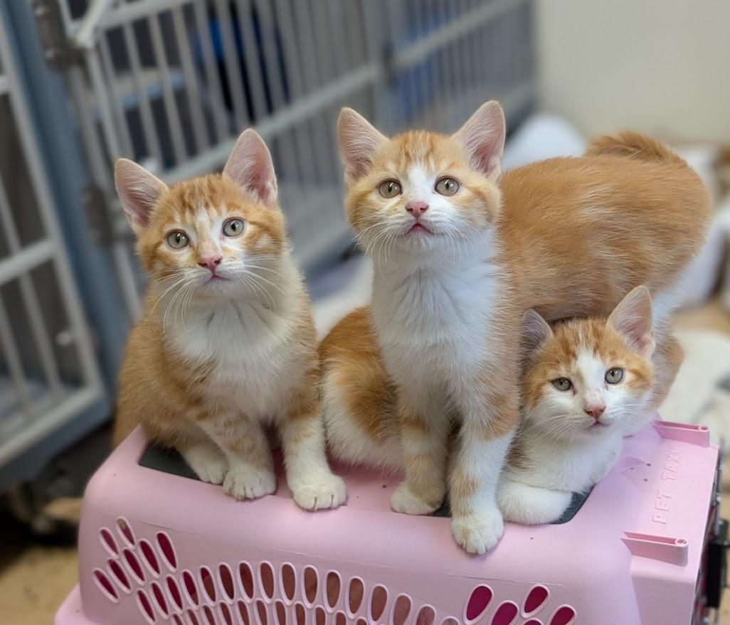 Enlarge Kittens *please read bio*, a hold Domestic Medium Hair in Coquitlam, BC image 2/2