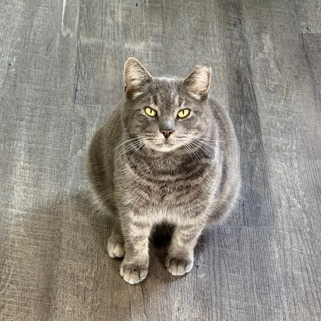 Enlarge Pewter, a Adoptable Domestic Short Hair in Marion, VA image 1/6