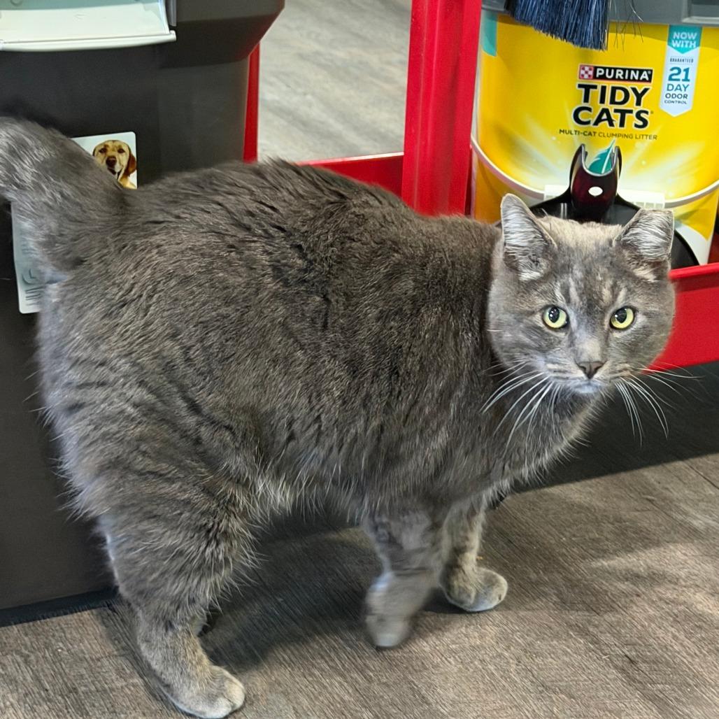 Enlarge Pewter, a Adoptable Domestic Short Hair in Marion, VA image 1/4