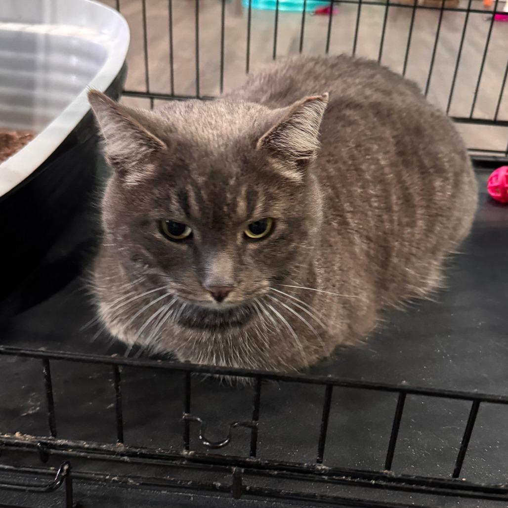 Enlarge Pewter, a Adoptable Domestic Short Hair in Marion, VA image 2/4