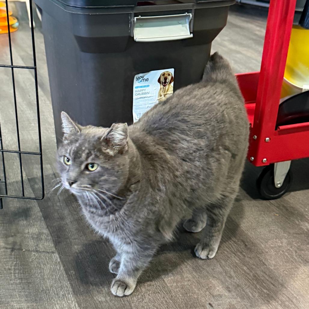 Enlarge Pewter, a Adoptable Domestic Short Hair in Marion, VA image 3/4