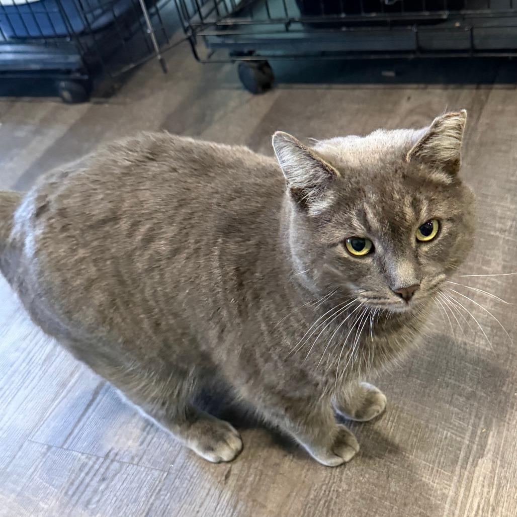 Enlarge Pewter, a Adoptable Domestic Short Hair in Marion, VA image 4/4