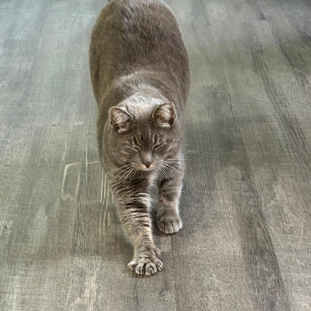 Enlarge Pewter, a Adoptable Domestic Short Hair in Marion, VA image 6/6