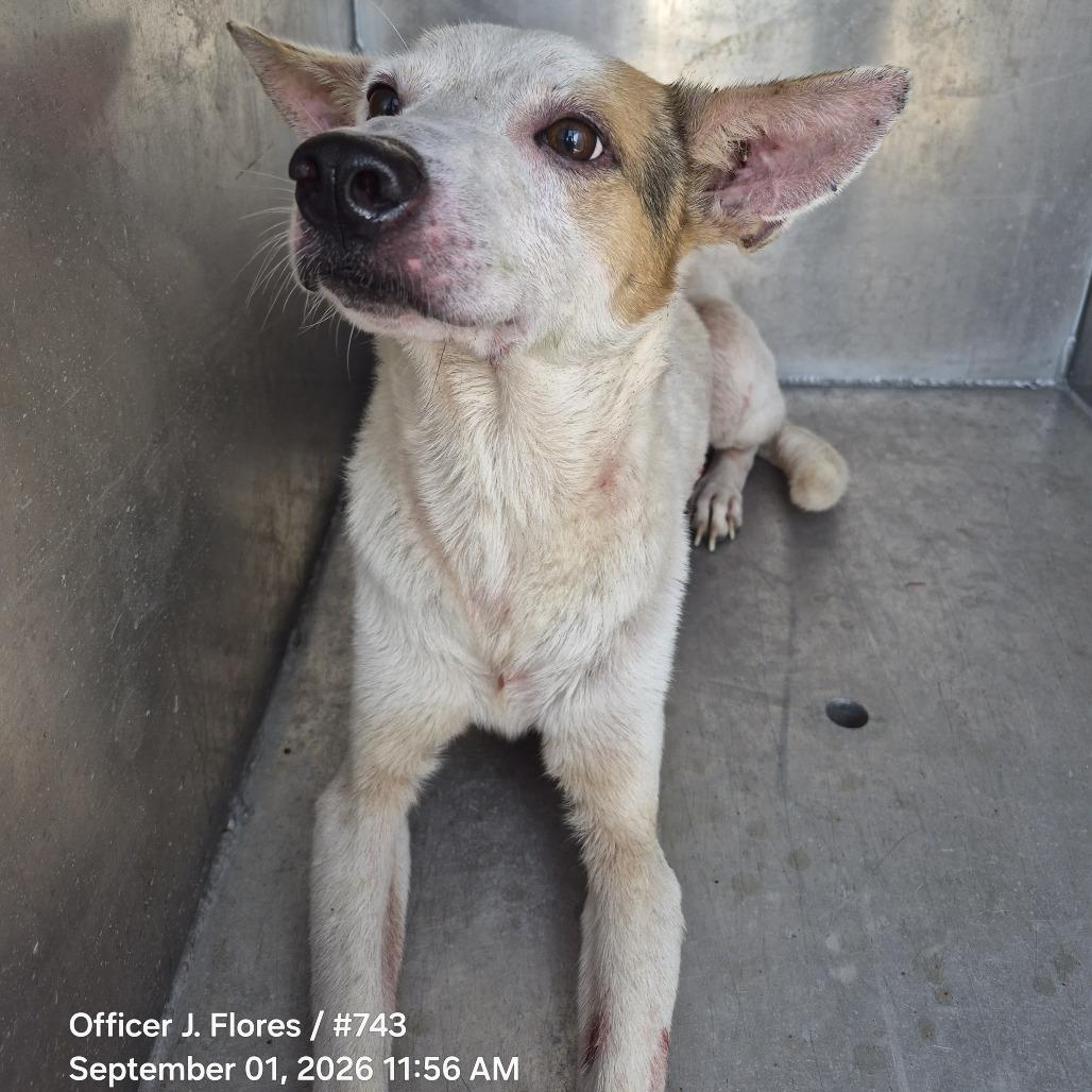 Enlarge James, a Adoptable mixed breed in Portland, TX image 1/2