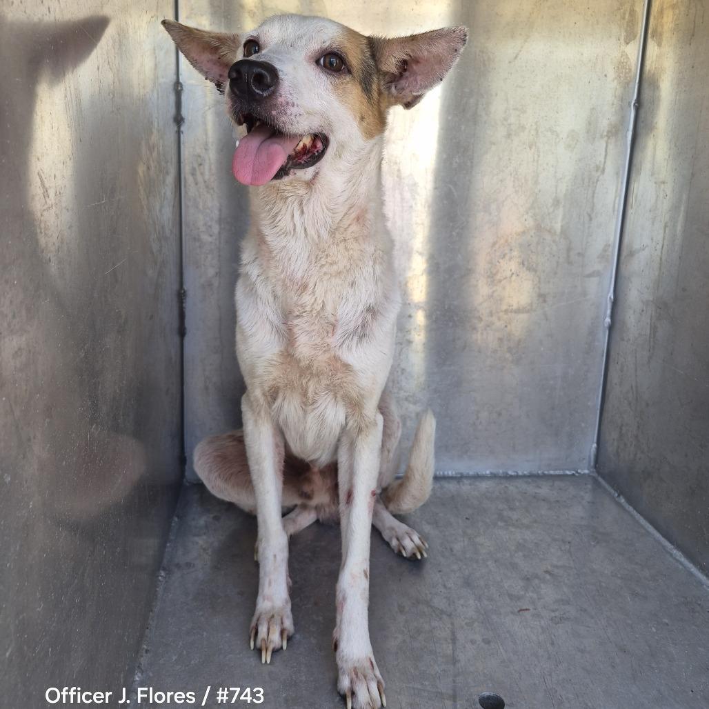 Enlarge James, a Adoptable mixed breed in Portland, TX image 2/2
