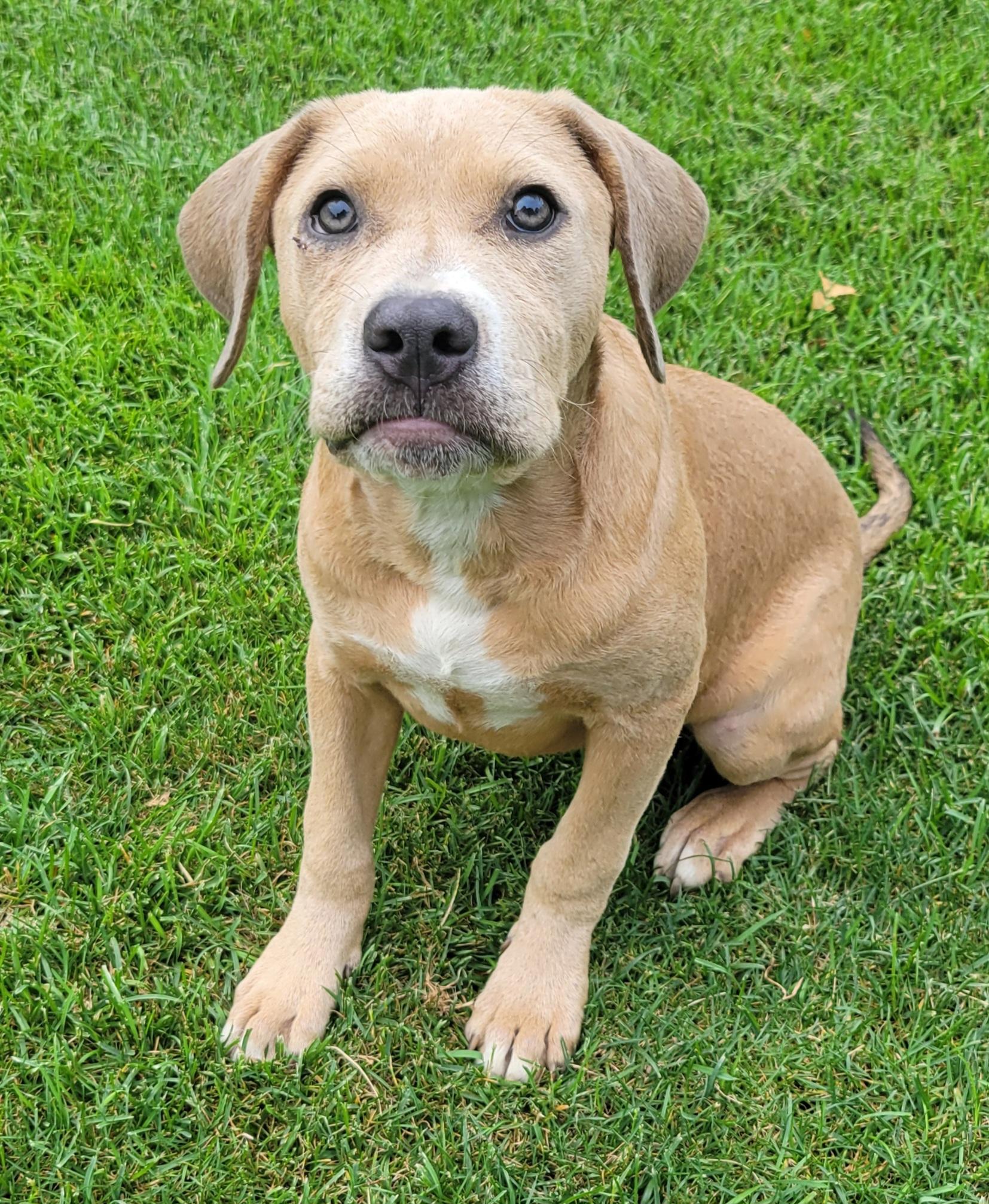 Peach, an adopted mixed breed in Elwood, NJ image 4/6
