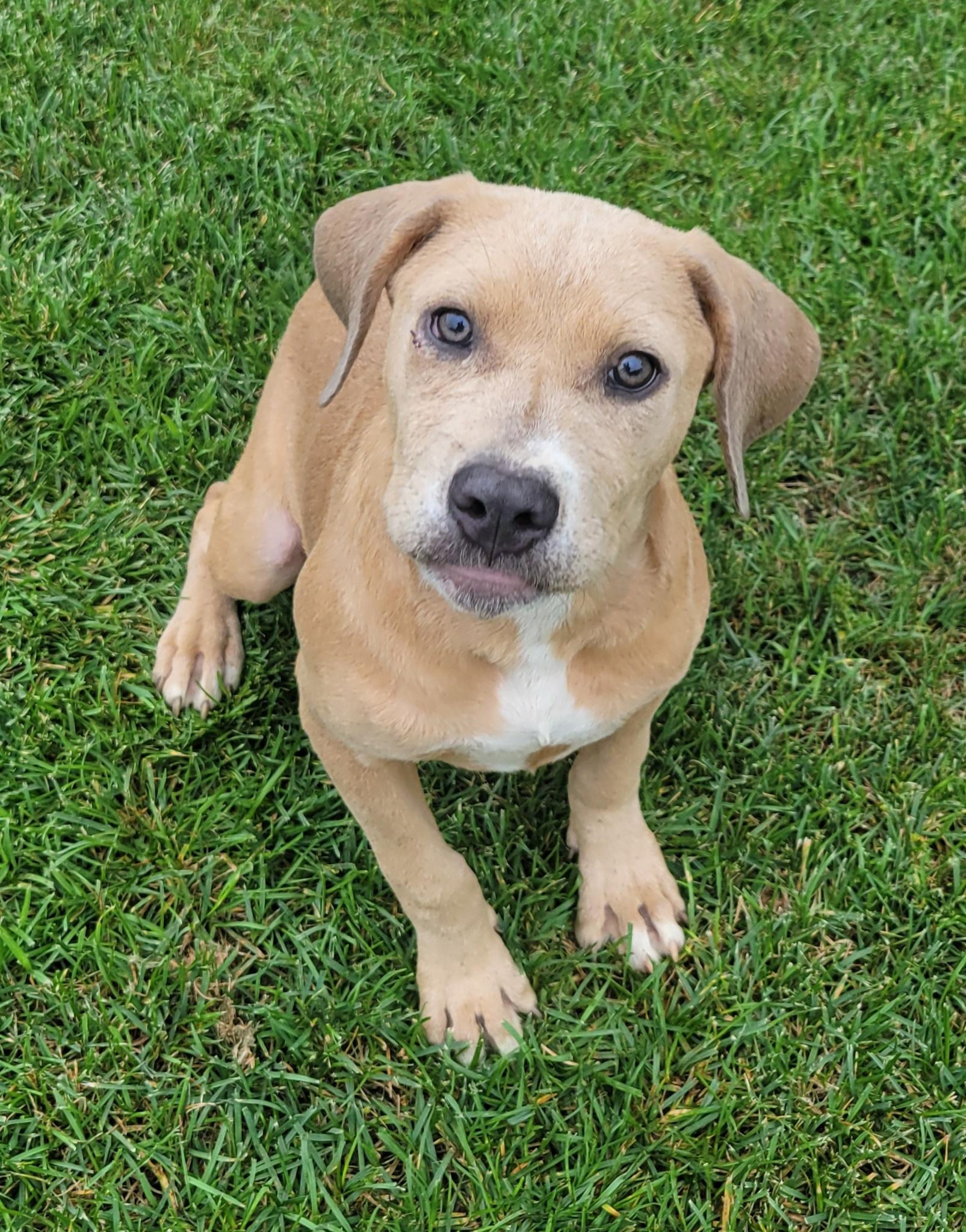 Peach, an adopted mixed breed in Elwood, NJ image 2/6