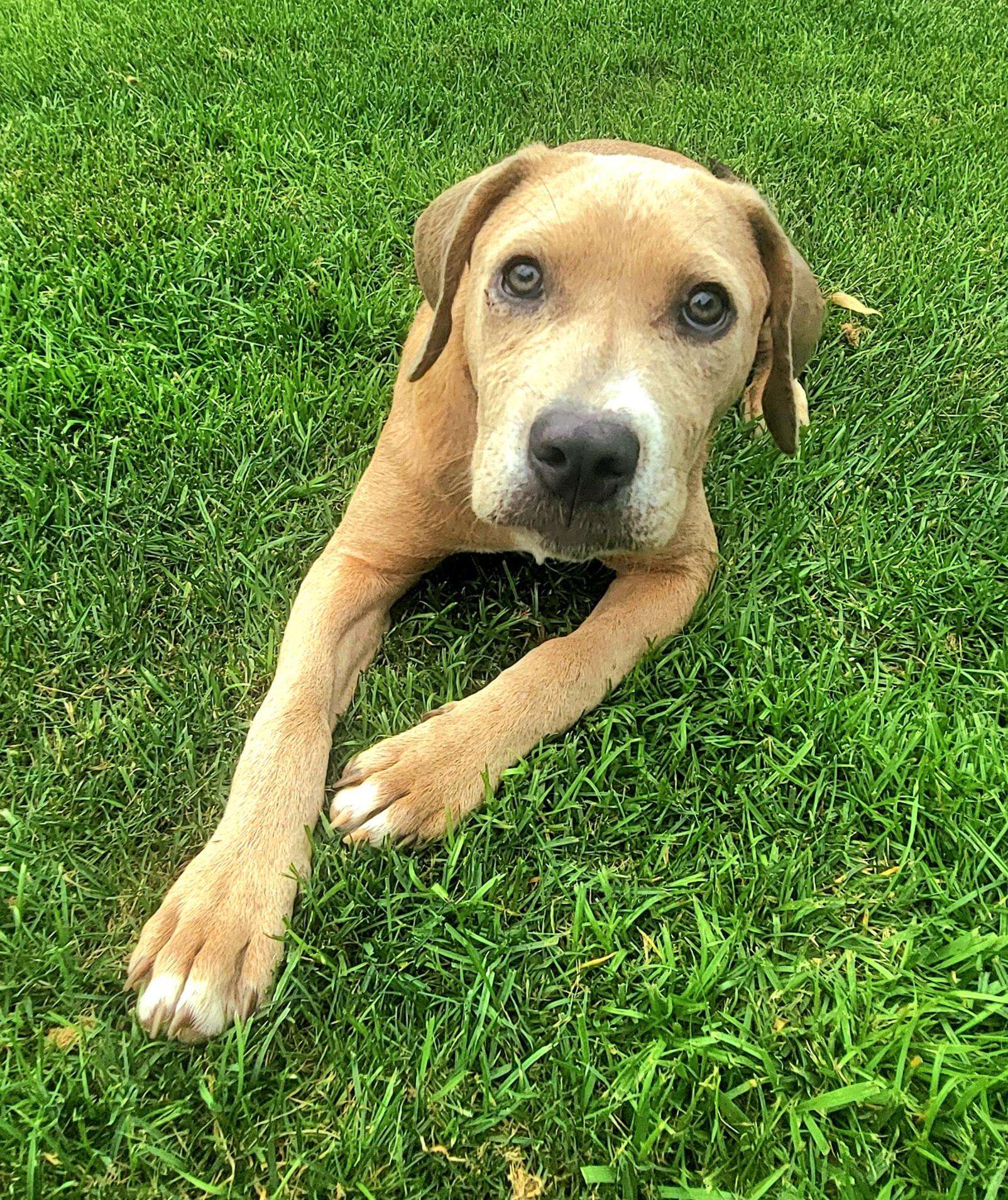 Peach, an adopted mixed breed in Elwood, NJ image 5/6