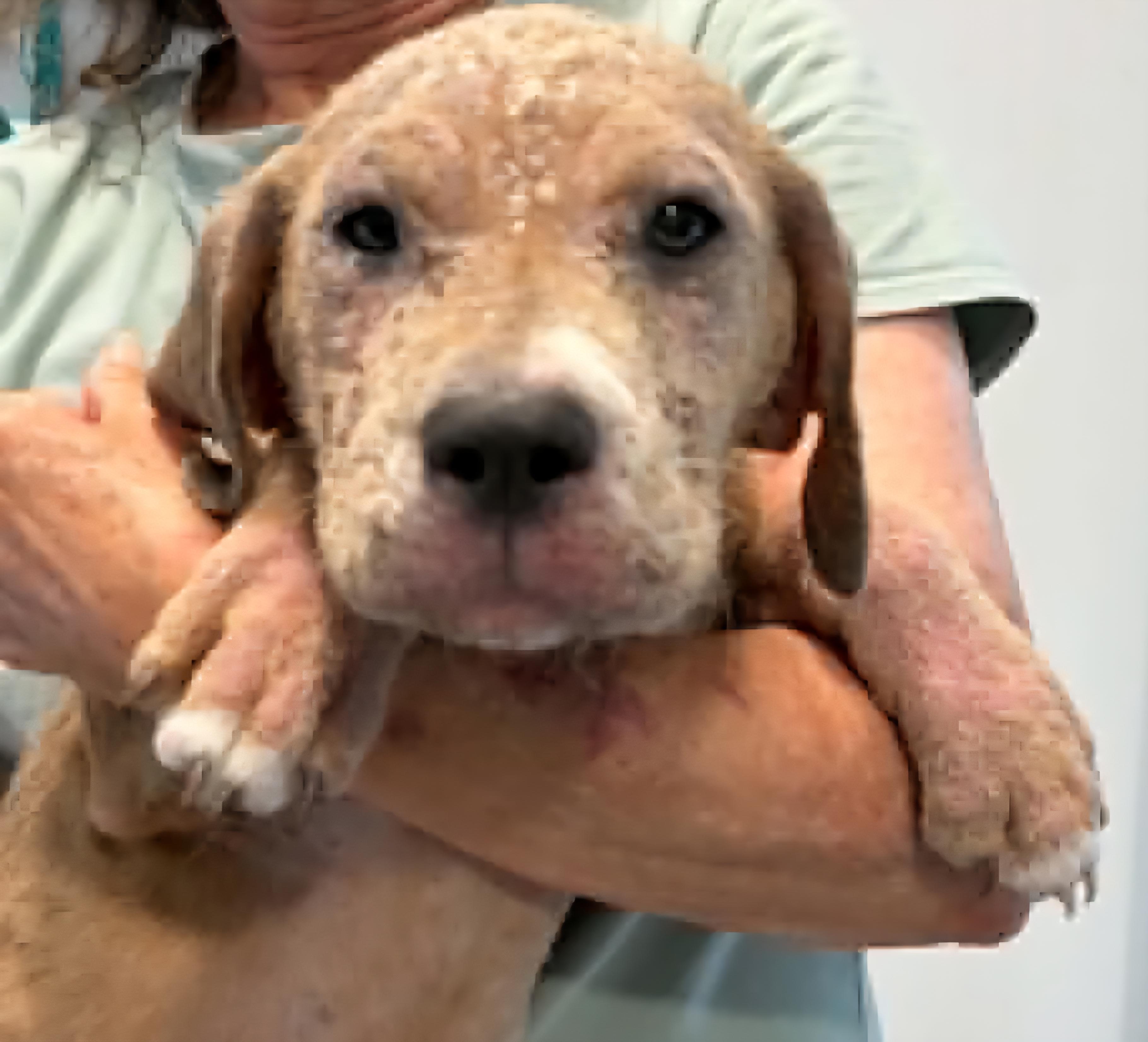 Peach, an adopted mixed breed in Elwood, NJ image 6/6