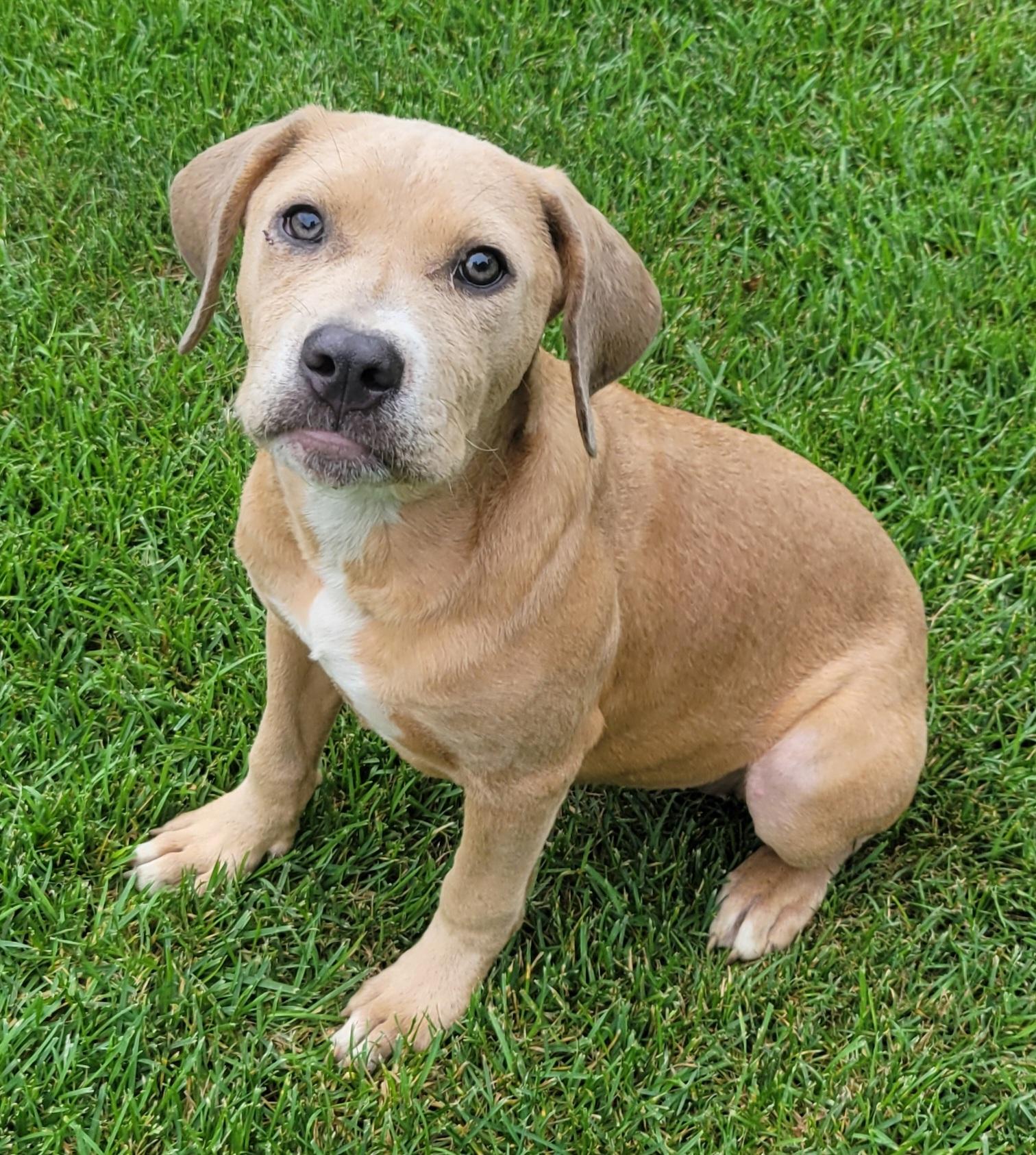 Peach, an adopted mixed breed in Elwood, NJ image 1/6