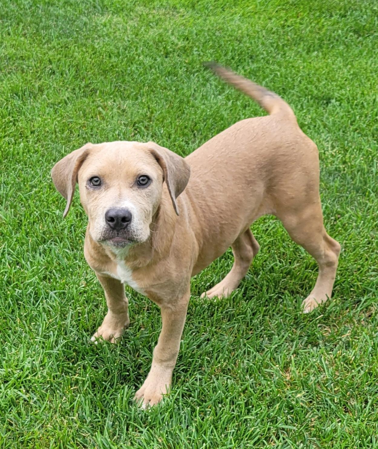 Peach, an adopted mixed breed in Elwood, NJ image 3/6