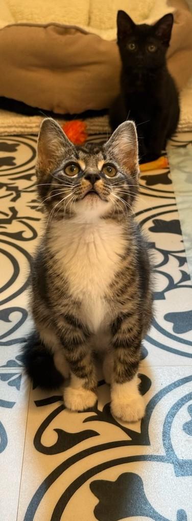 Paddington - great with cats and dogs - in foster care, adopted, Kitten Male Domestic Short Hair & Tabby.