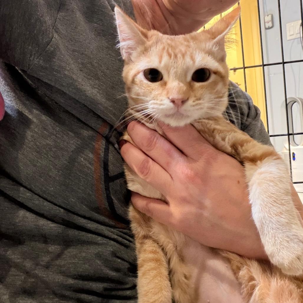 Enlarge Marigold, a Adoptable Domestic Short Hair in Tustin, CA image 2/2