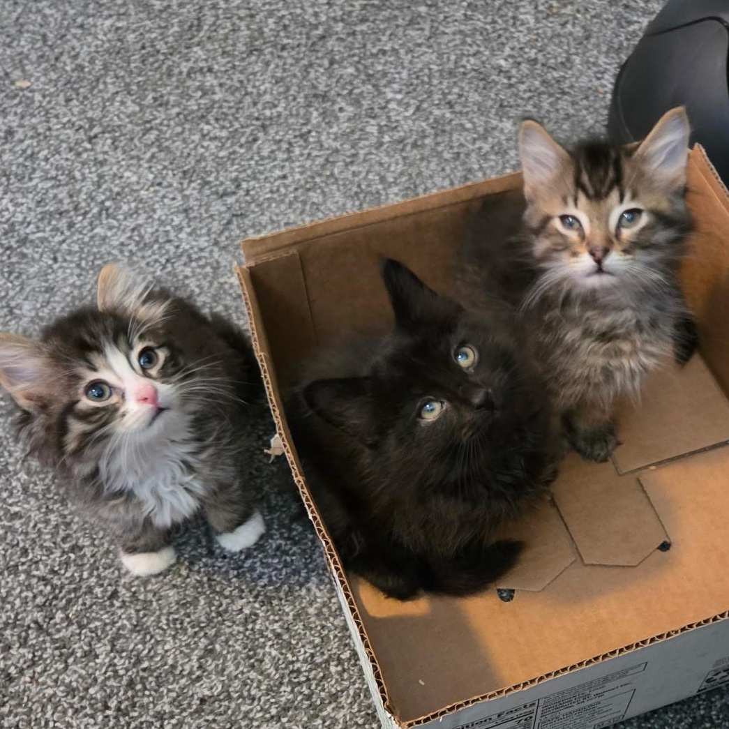 Mirah, Miki, & Magnetic Fields, ADOPTABLE, Kitten Male Domestic Long Hair.