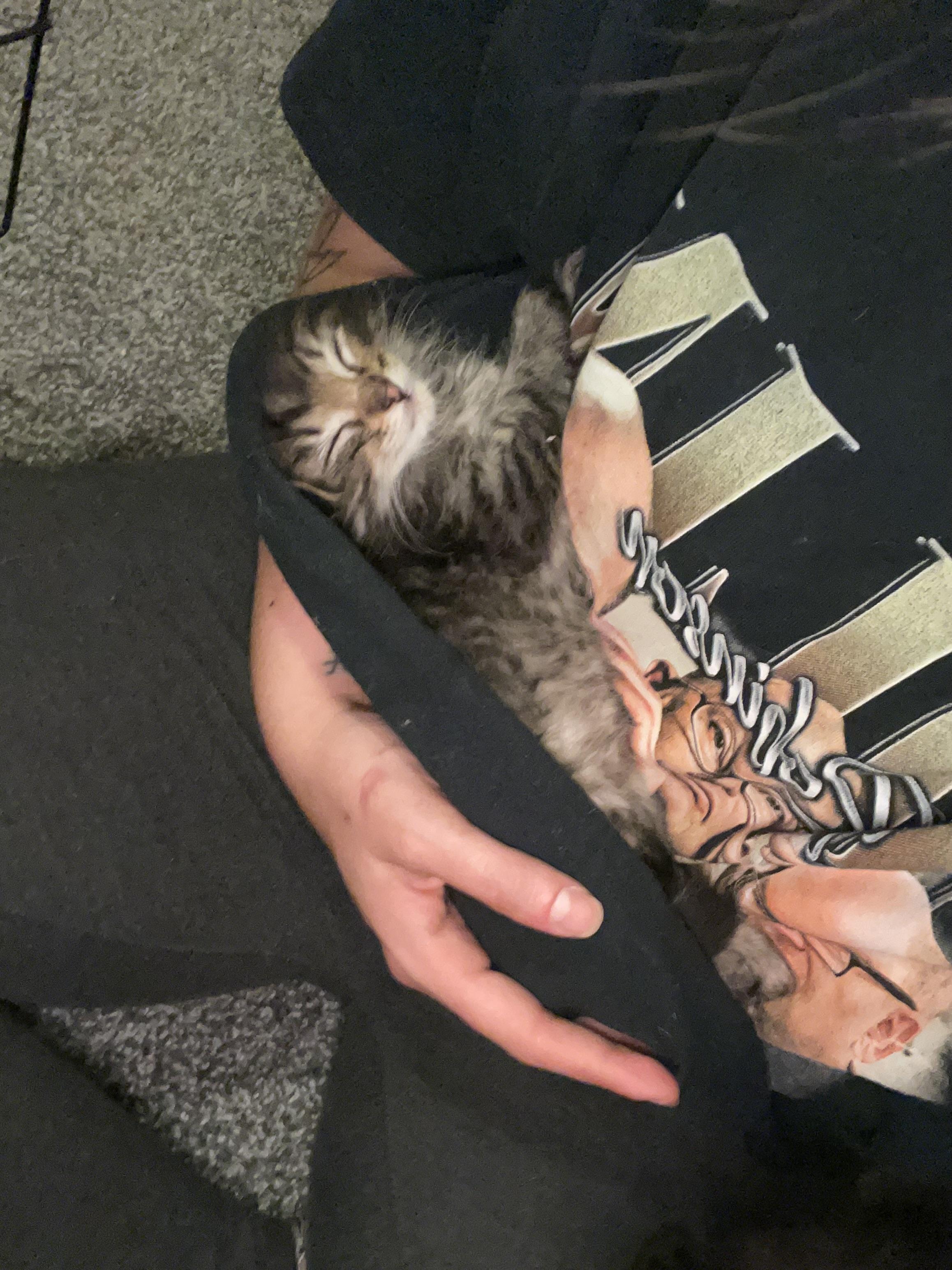 Enlarge Mirah, Miki, & Magnetic Fields, a ADOPTABLE Domestic Long Hair in Milwaukee, WI image 3/4