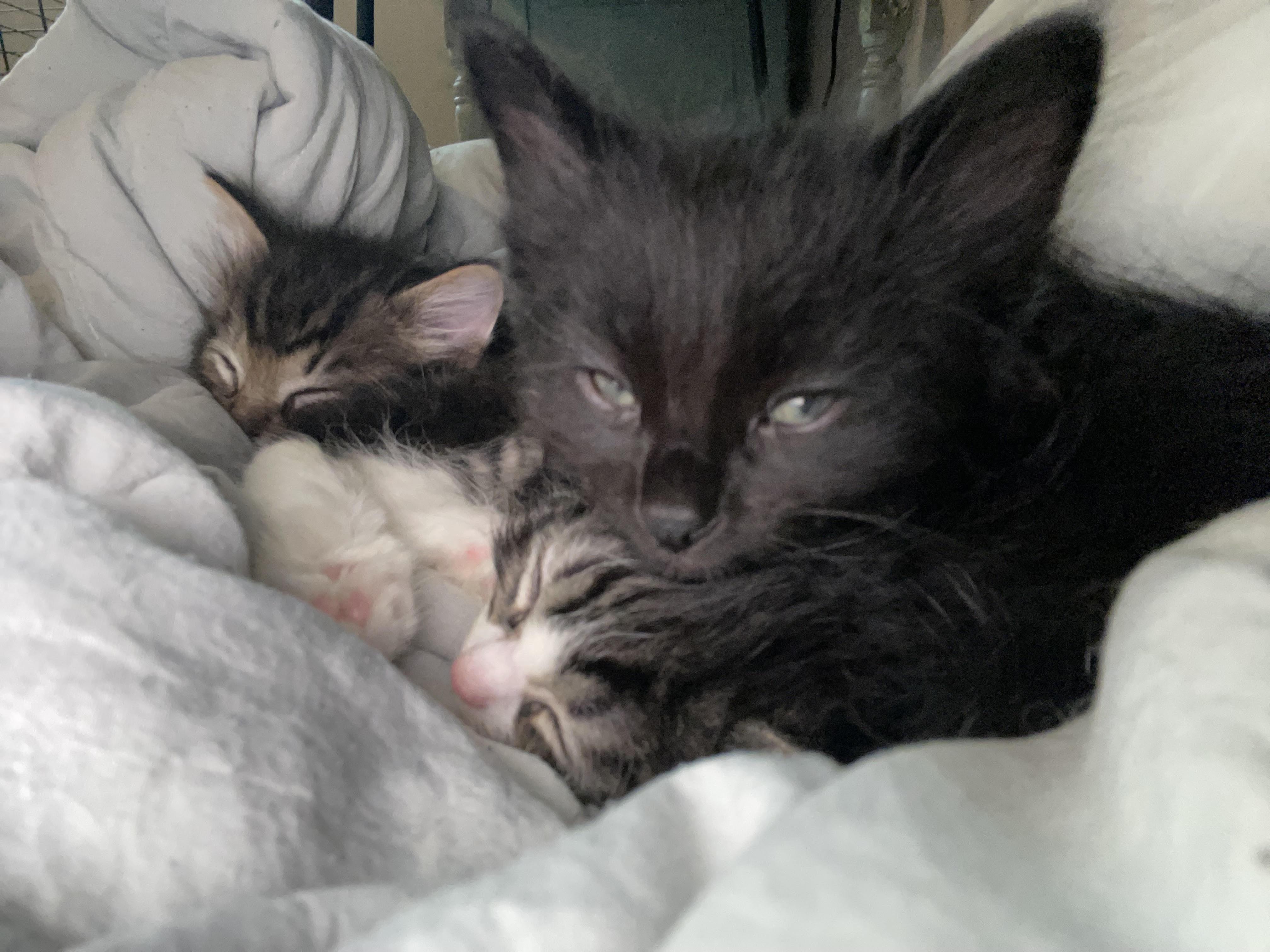Enlarge Mirah, Miki, & Magnetic Fields, a ADOPTABLE Domestic Long Hair in Milwaukee, WI image 2/4