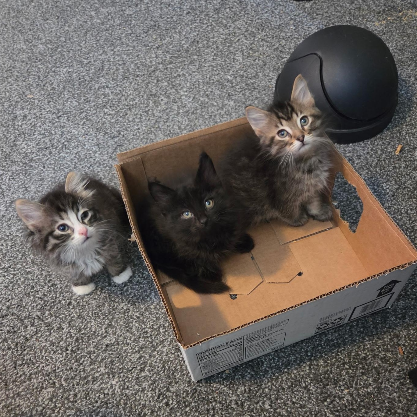 Enlarge Mirah, Miki, & Magnetic Fields, a ADOPTABLE Domestic Long Hair in Milwaukee, WI image 4/4