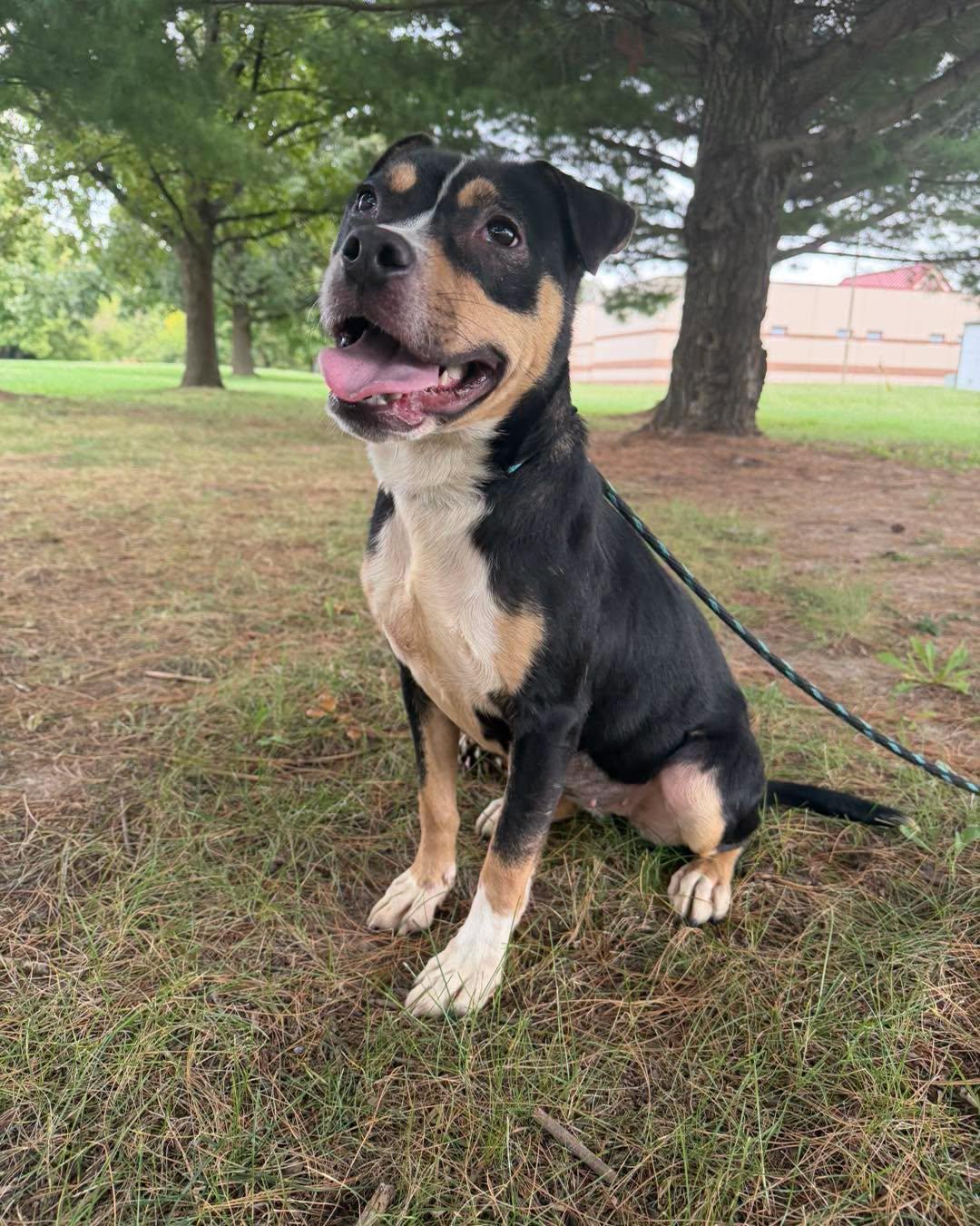 Enlarge Pippy, a Adoptable mixed breed in Springfield, IL image 2/5