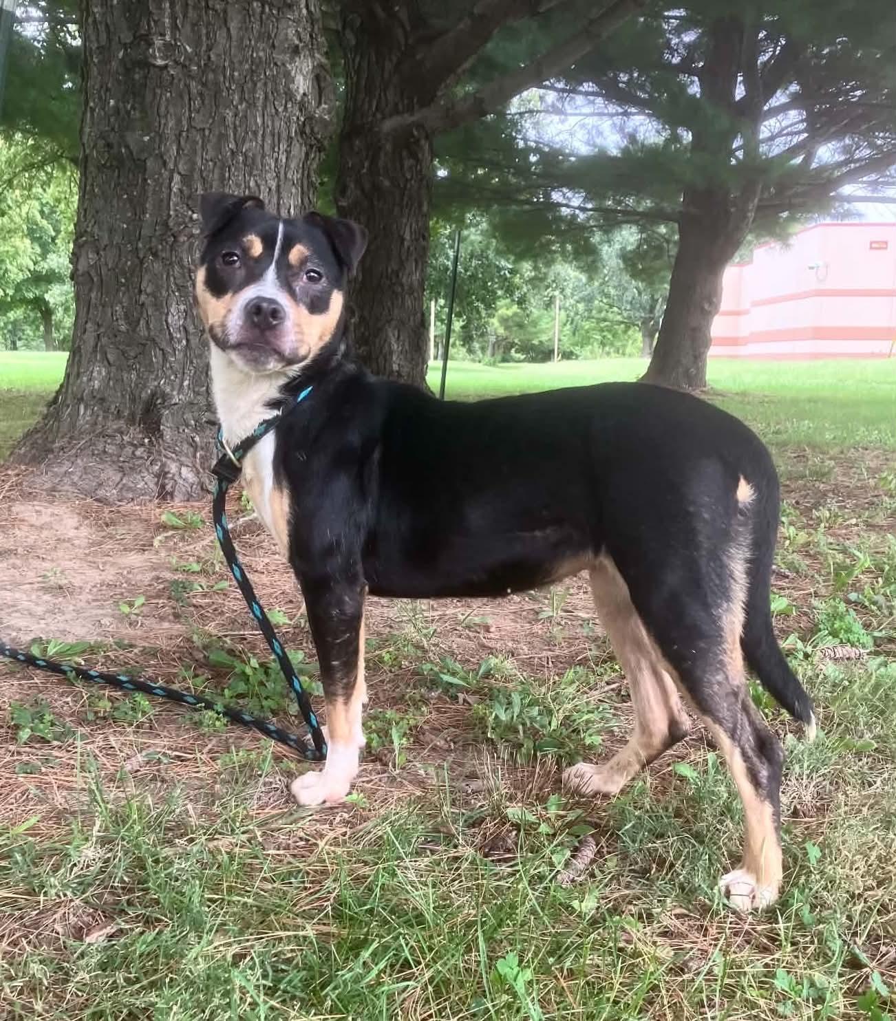 Enlarge Pippy, a Adoptable mixed breed in Springfield, IL image 3/5