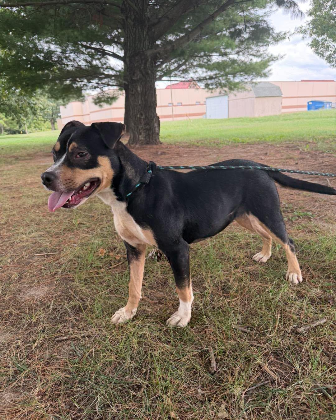 Enlarge Pippy, a Adoptable mixed breed in Springfield, IL image 5/5