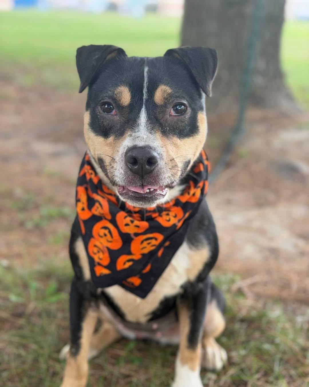 Pippy, Adoptable, Adult Female Staffordshire Bull Terrier.