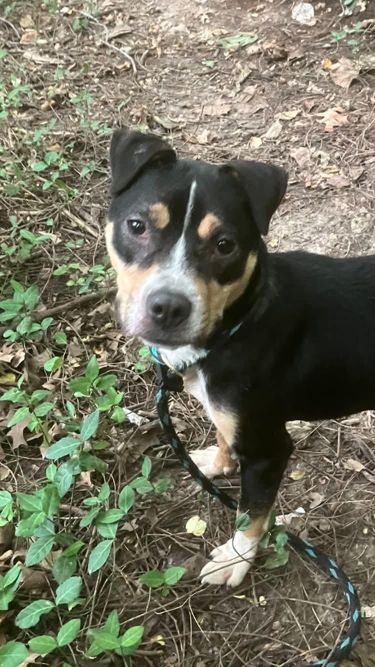 Enlarge Pippy, a Adoptable mixed breed in Springfield, IL image 4/5
