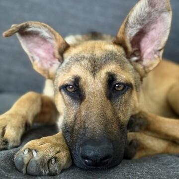 Hazel, Adoptable, Young Female German Shepherd Dog.