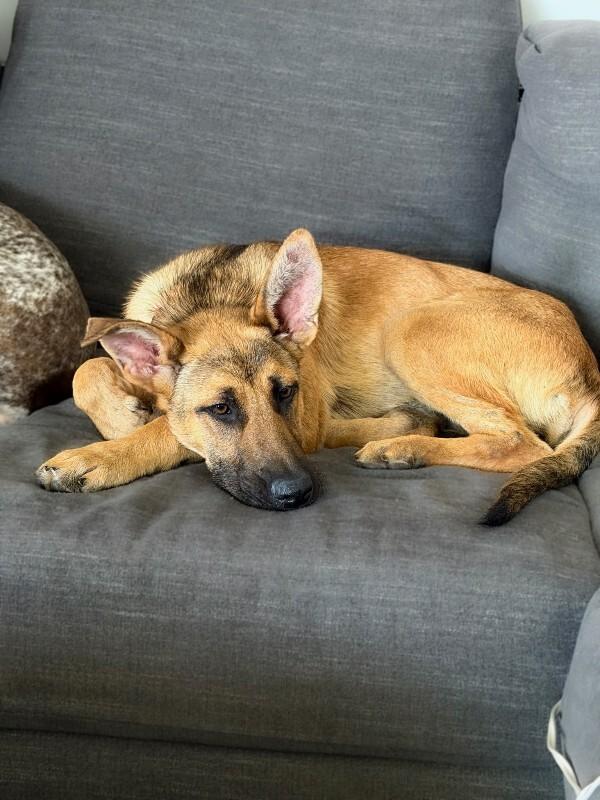 Hazel, a Adoptable German Shepherd Dog in Manhattan Beach, CA image 2/6