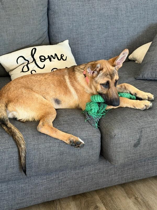 Hazel, a Adoptable German Shepherd Dog in Manhattan Beach, CA image 4/6