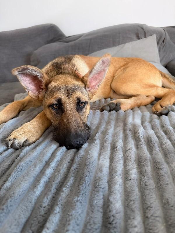 Hazel, a Adoptable German Shepherd Dog in Manhattan Beach, CA image 5/6