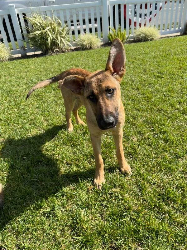 Hazel, a Adoptable German Shepherd Dog in Manhattan Beach, CA image 6/6