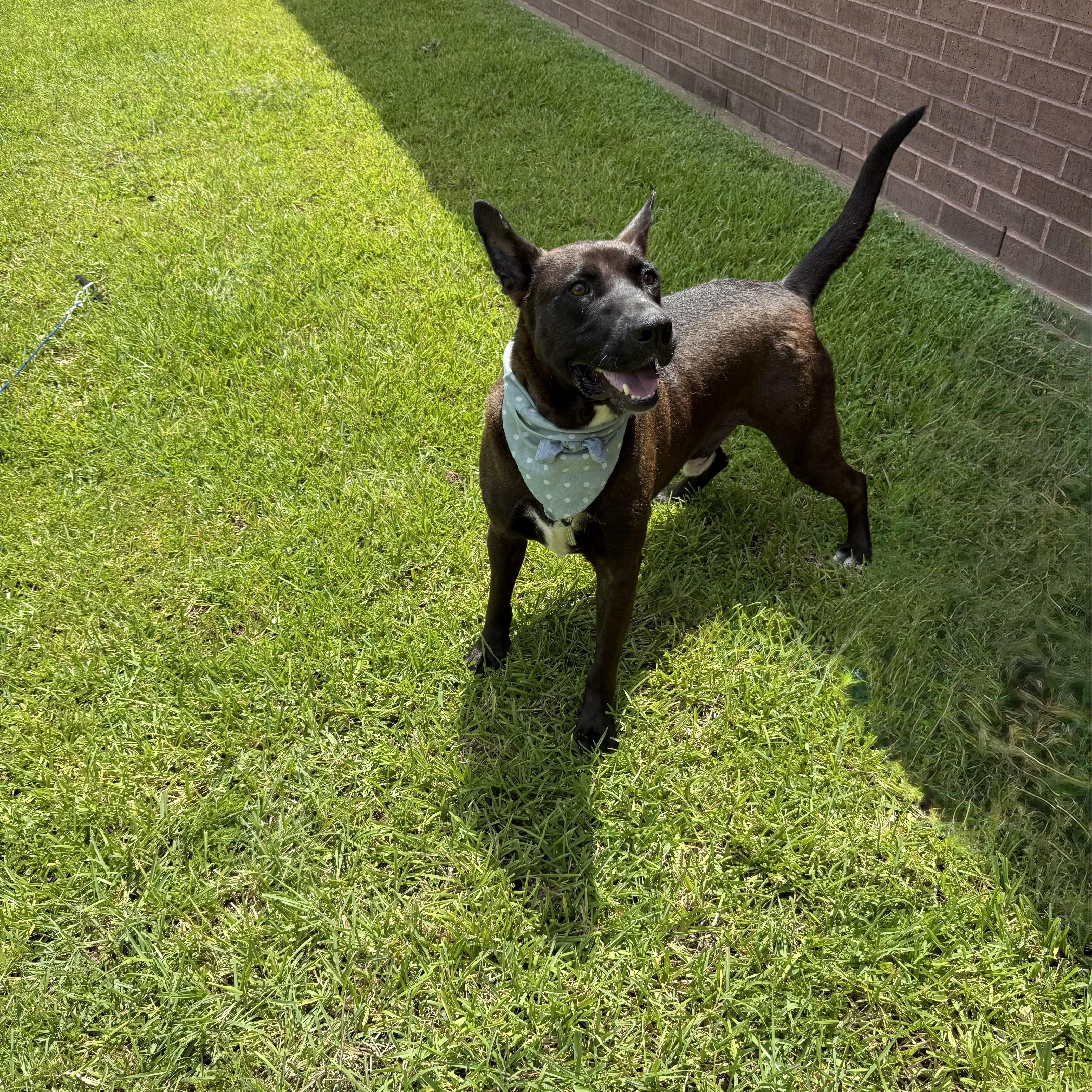 Mouse Jet — thumbnail 2