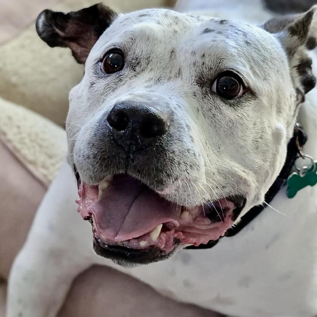 Enlarge Golda, an adoptable mixed breed in Cranford, NJ image 3/6