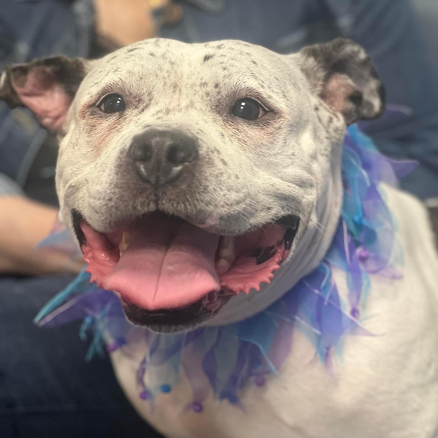 Enlarge Golda, an adoptable mixed breed in Cranford, NJ image 5/6