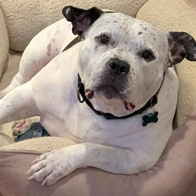 Enlarge Golda, an adoptable mixed breed in Cranford, NJ image 1/6