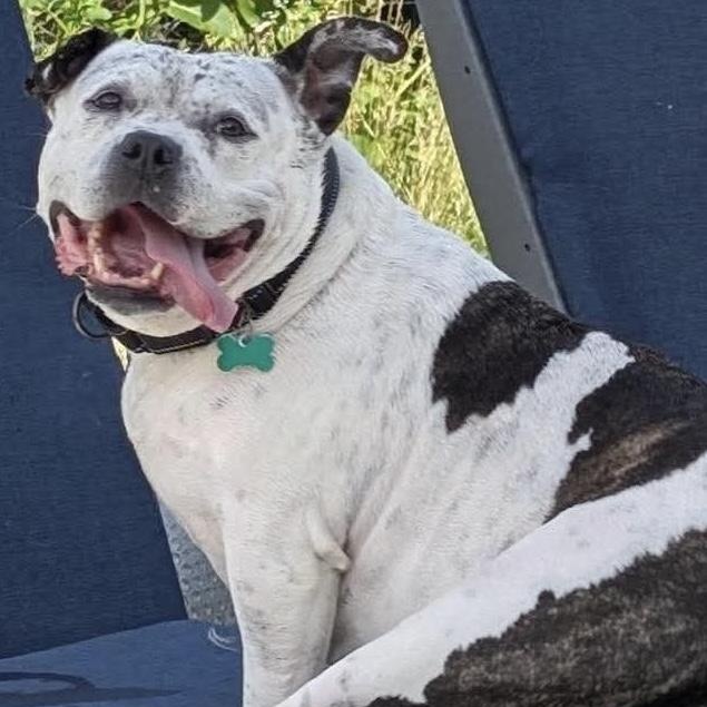 Enlarge Golda, an adoptable mixed breed in Cranford, NJ image 2/6