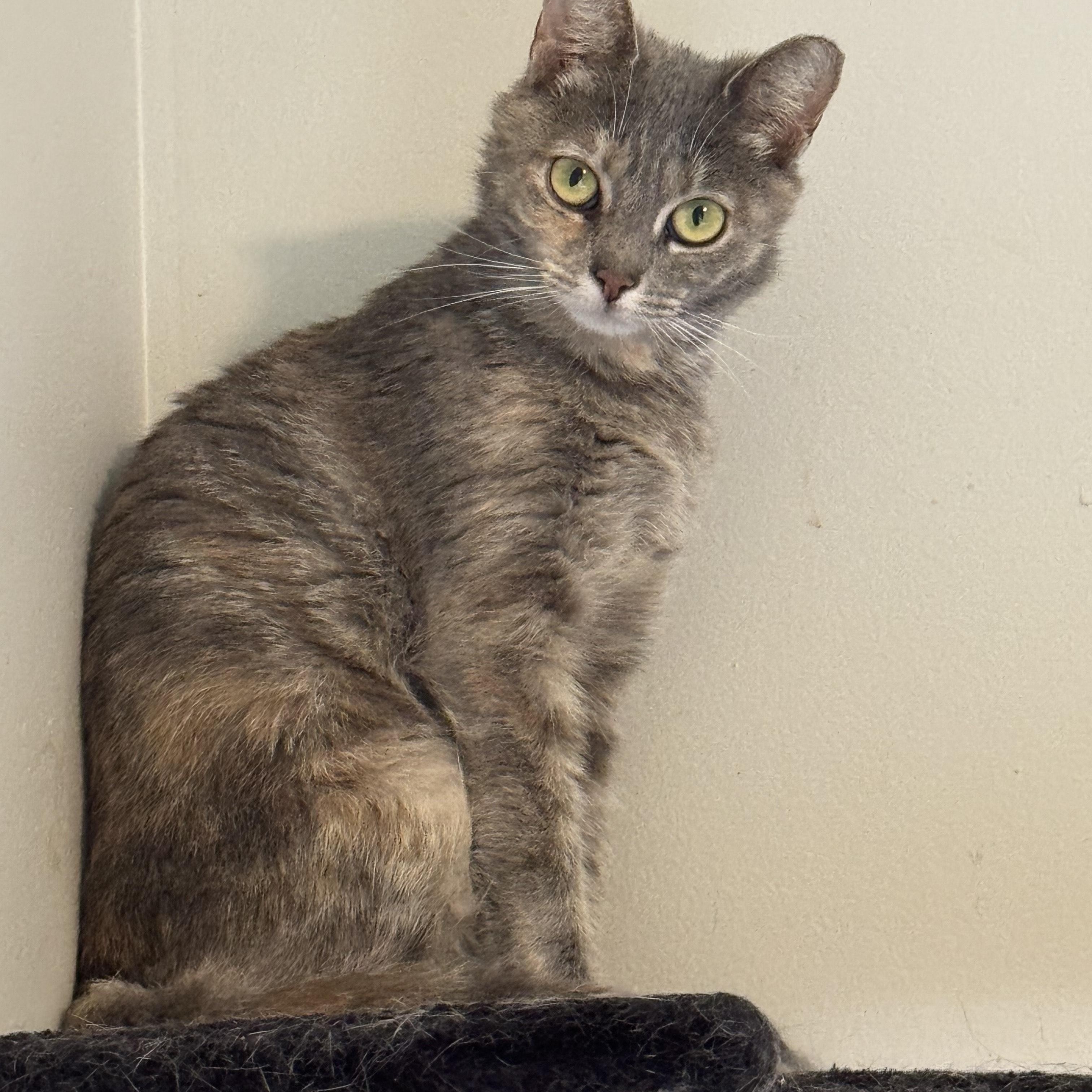 Ivy (bonded pair)