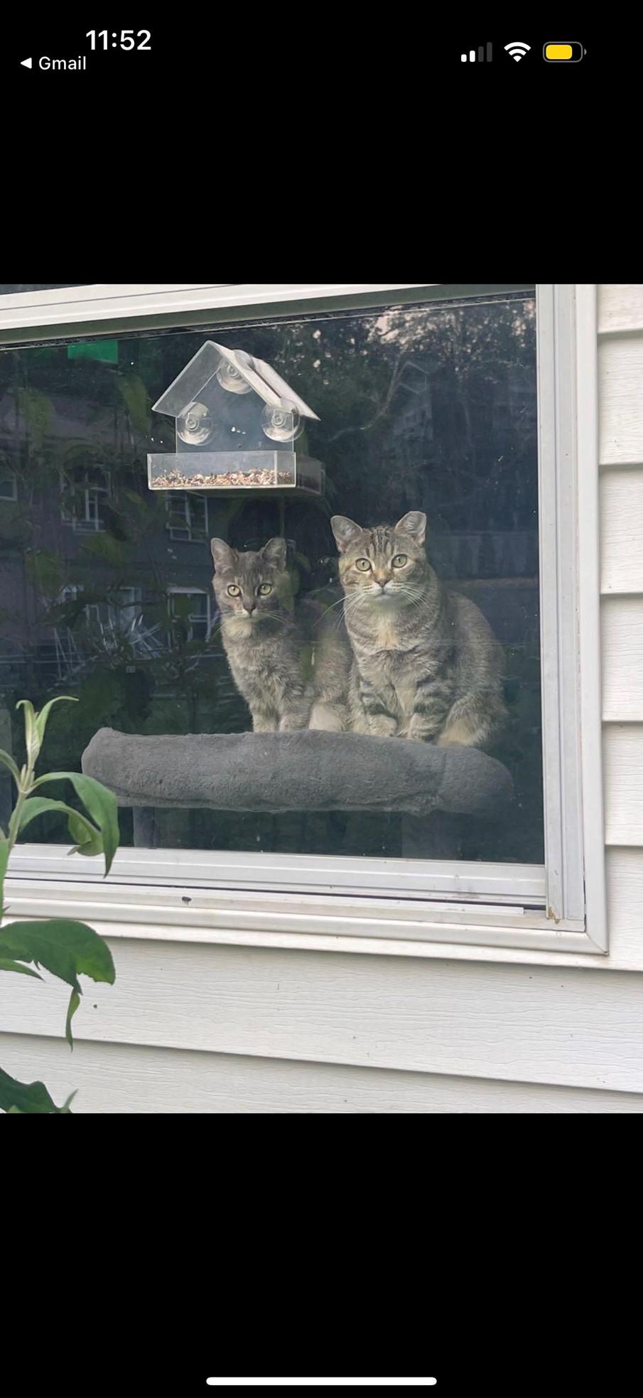 Ivy (bonded pair)