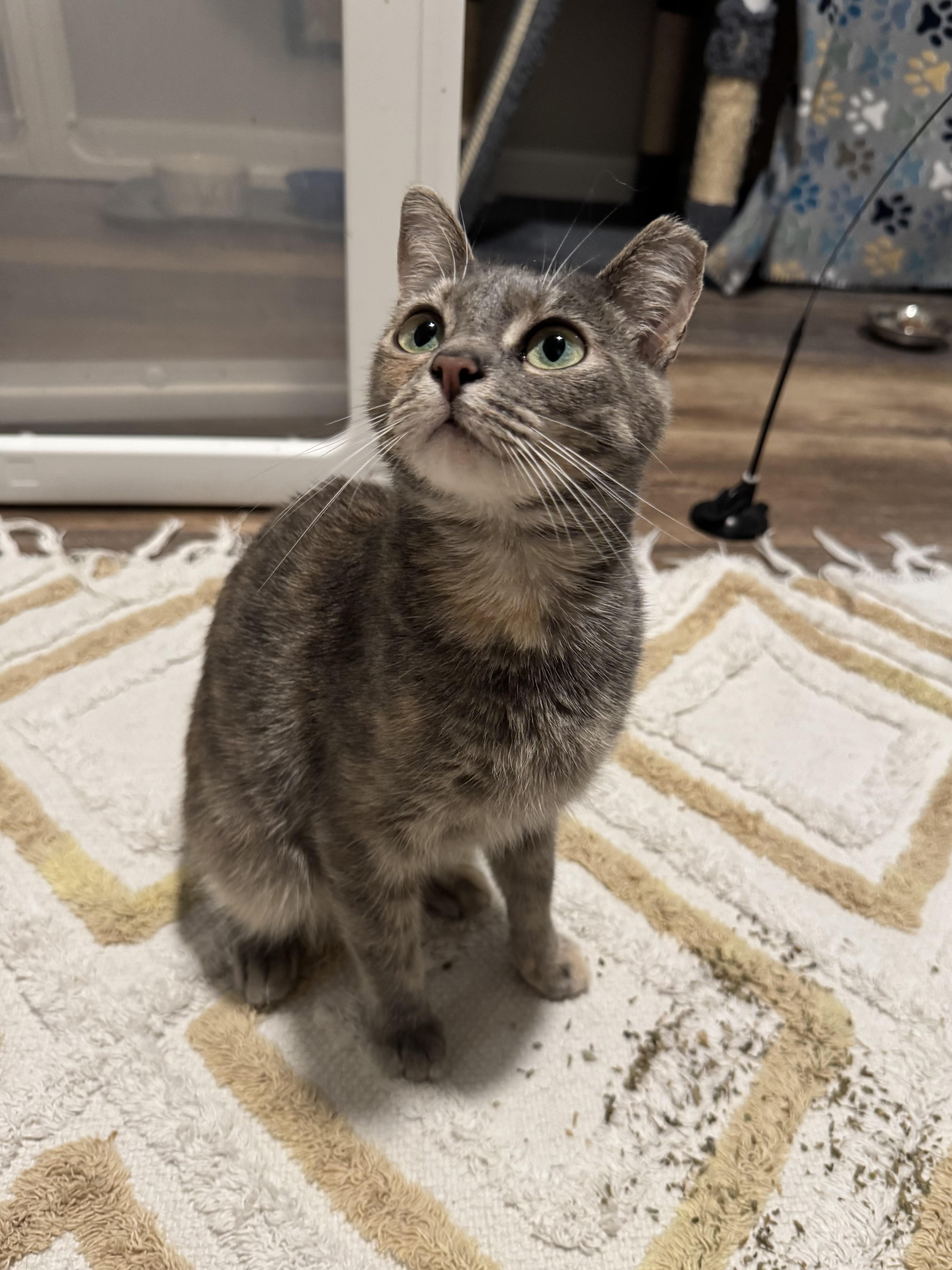 Ivy (bonded pair), a Adoptable Torbie in Hixson, TN image 5/6