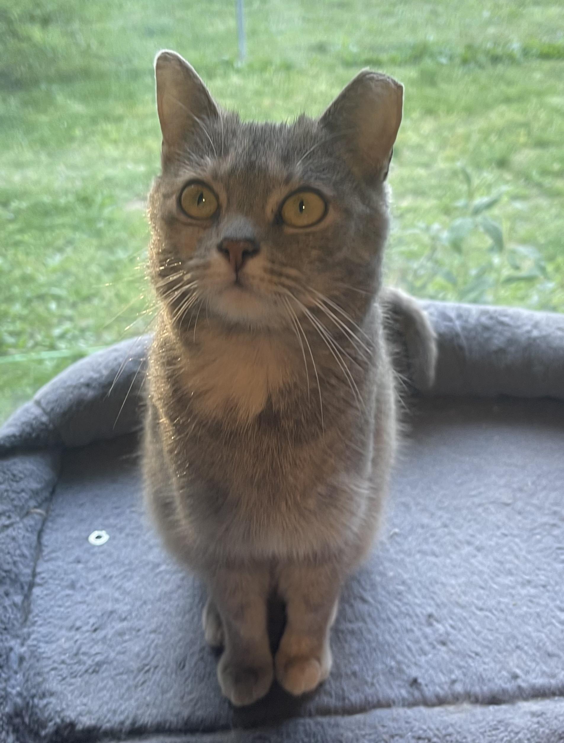 Ivy (bonded pair), a Adoptable Torbie in Hixson, TN image 6/6