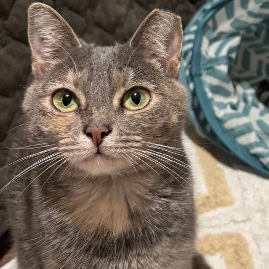 Ivy (bonded pair), Adoptable, Young Female Torbie.