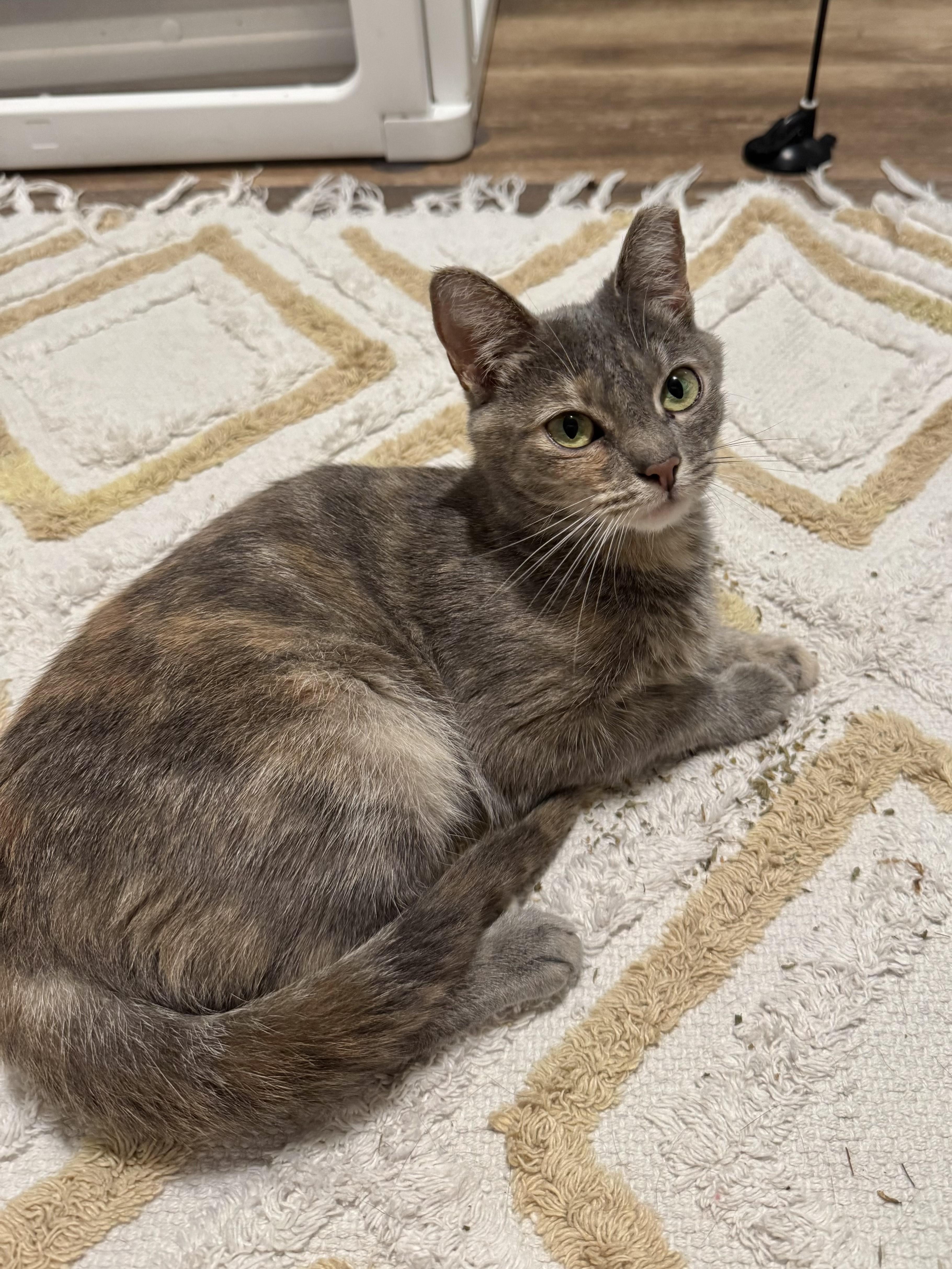 Ivy (bonded pair), Adoptable, Young Female Torbie.