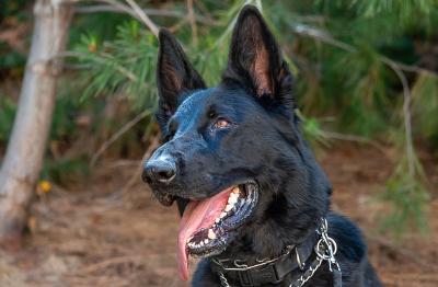 Enlarge Knight, a Adoptable German Shepherd Dog in Newport Beach, CA image 1/1