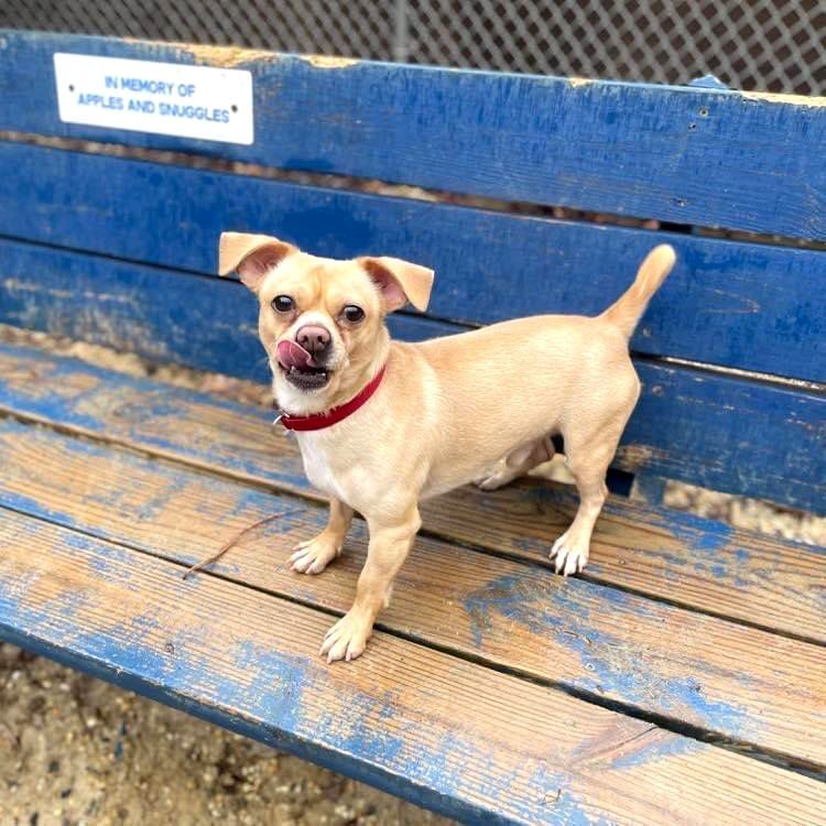 Scrappy, Adopted, Adult Male Pug & Chihuahua.