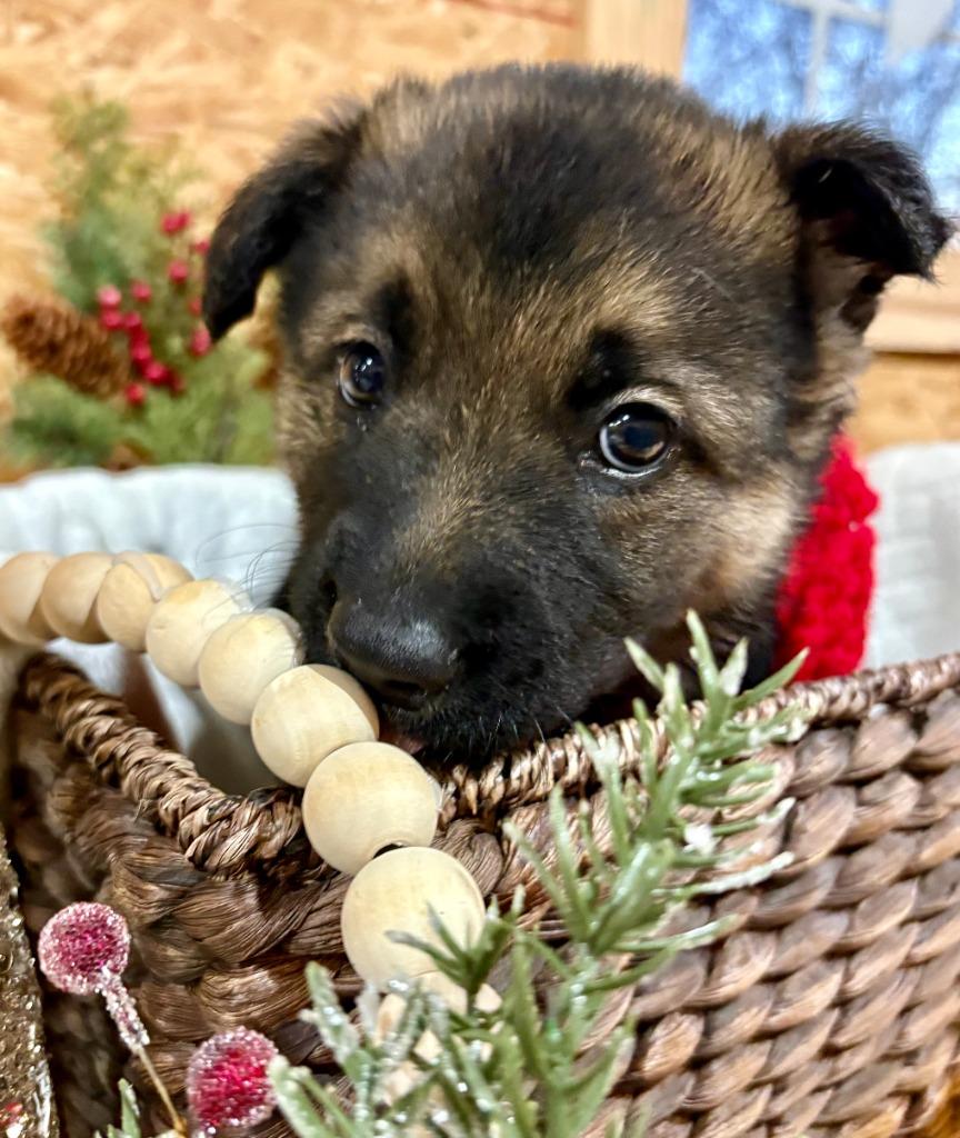 Tinsel, a Adoptable mixed breed in Fayetteville, AR image 1/5