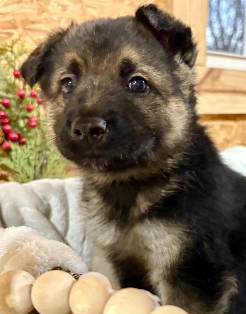 Tinsel, a Adoptable mixed breed in Fayetteville, AR image 2/5