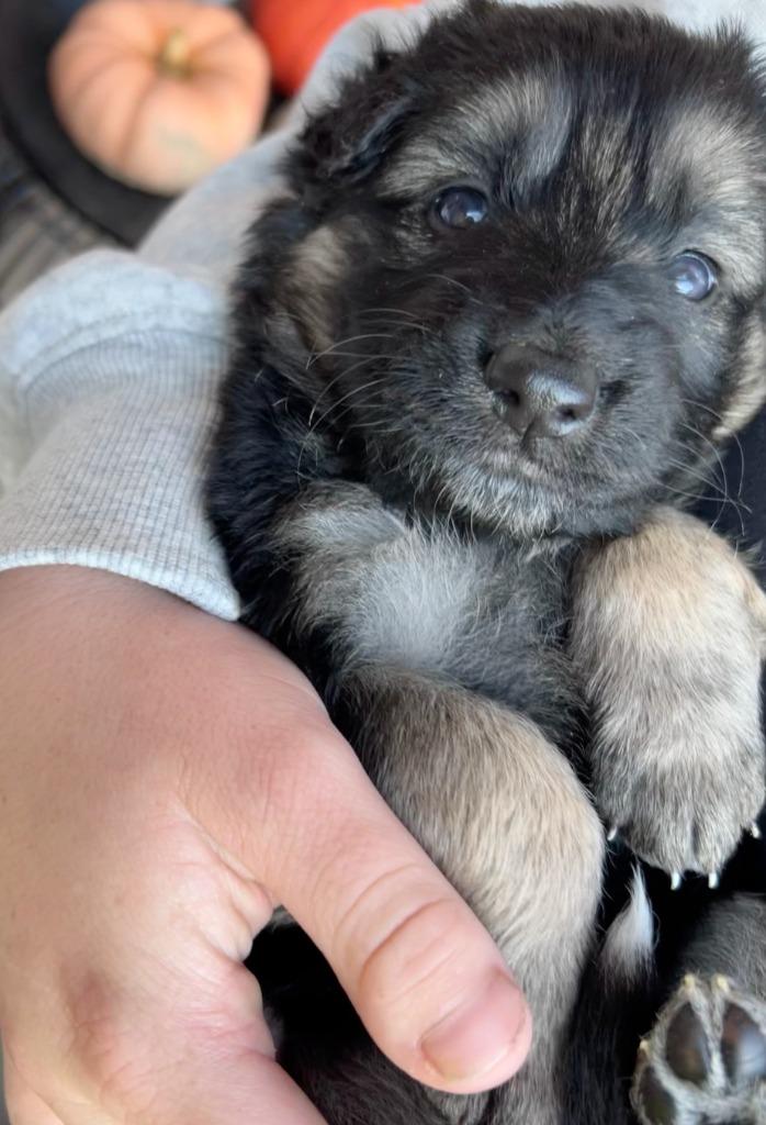 Tinsel, a Adoptable mixed breed in Fayetteville, AR image 3/5