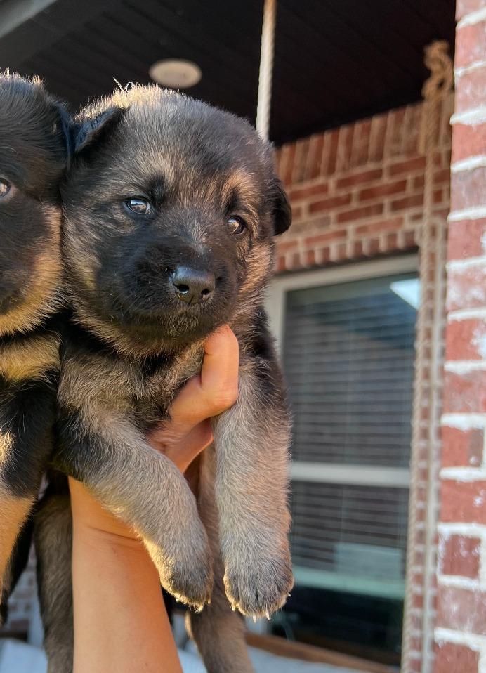 Tinsel, a Adoptable mixed breed in Fayetteville, AR image 4/5