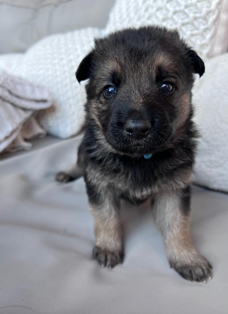 Tinsel, a Adoptable mixed breed in Fayetteville, AR image 5/5