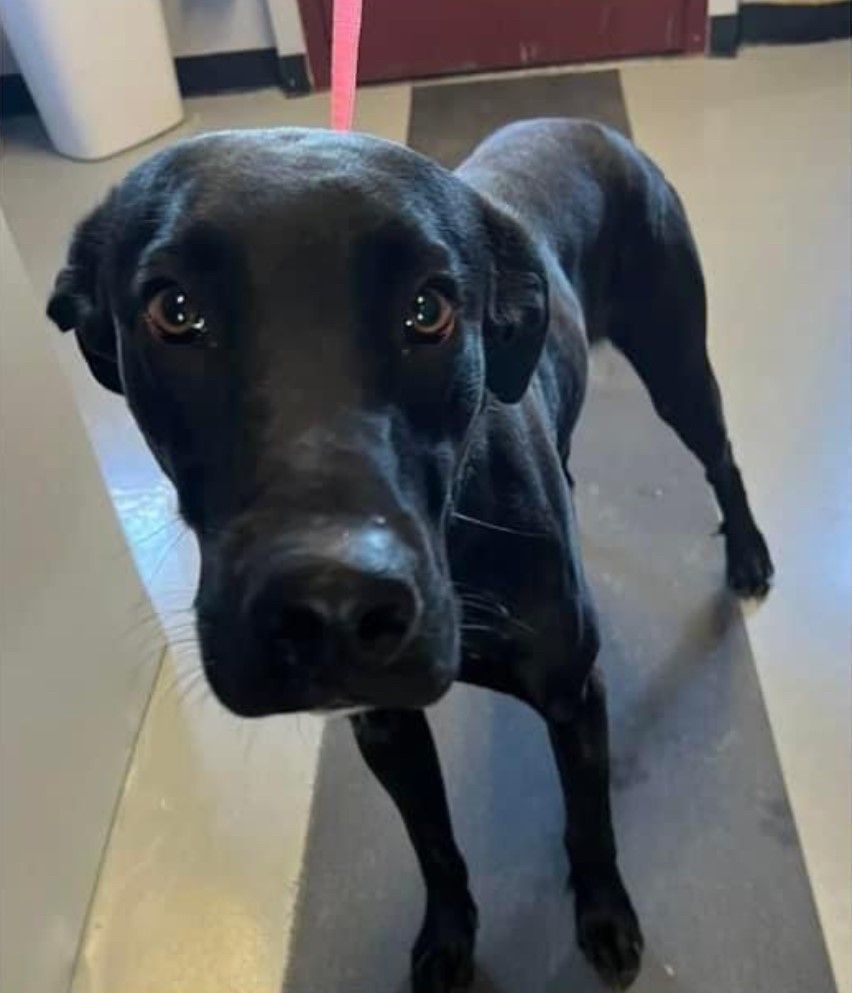 Oscar , Young Male Labrador Retriever